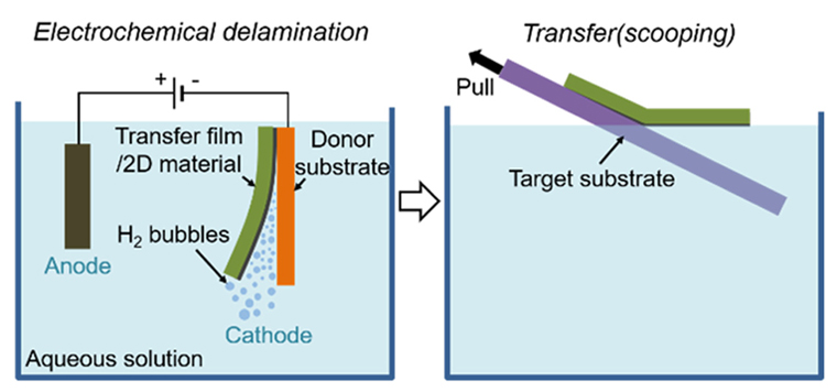 Schematic of the electrochemical transfer process with H2 bubbles.