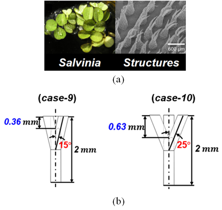 Specification of case-9 and case-10[24]. (a) salvinia structures (b) structures of case-9 and case-10.